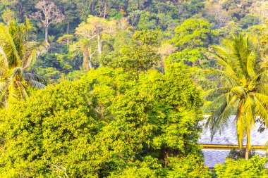 Orman ağaçlı tropik dağ, Güneydoğu Asya 'daki Patong Sahili Kathu Bölgesi Phuket Adası Güney Tayland' da tepe ve yağmur ormanları deseni deseni oluşturur..