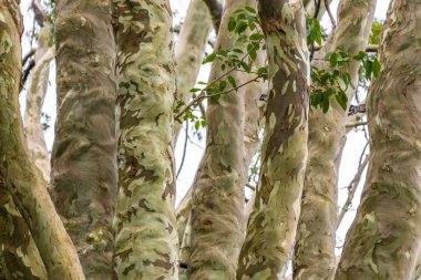 Ilha Grande Büyük Adası Angra dos Reis Rio de Janeiro Brezilya 'daki yağmur ormanlarında tropik gümüş renkli gri okaliptüs ağacı..
