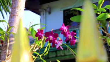 Güneydoğu Asya 'da Patong Plajı' ndaki Kathu Bölgesi Phuket Adası 'ndaki bir tropikal bahçede çitin arkasına dikilmiş pembe ve mor orkide çiçekleri..