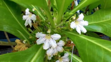 Patong Sahili, Kathu Bölgesi, Phuket Adası Güney Tayland Bölgesi 'nde tropikal kıyı bahçesi ve sahil doğasında beyaz ve sarı küçük çiçek ve bitki çalıları..