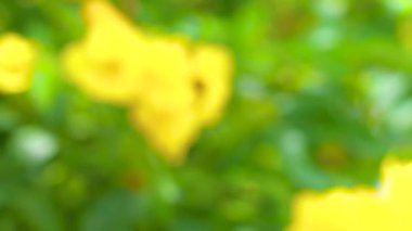 Büyük tropik arı böceği Güneydoğu Asya 'da Patong Sahili Kathu Bölgesi Phuket Adası Güney Tayland' da sarı bir çiçeğe tırmanır..