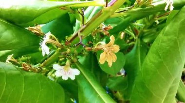 Patong Sahili, Kathu Bölgesi, Phuket Adası Güney Tayland Bölgesi 'nde tropikal kıyı bahçesi ve sahil doğasında beyaz ve sarı küçük çiçek ve bitki çalıları..