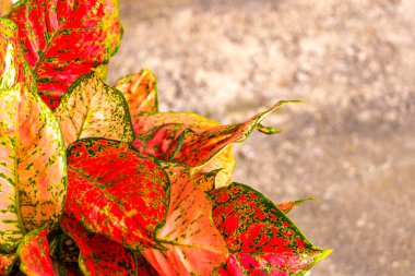 Kırmızı, pembe, beyaz ve yeşil bitkilerin yaprakları, tropikal bahçe saksı parkında benekler serpiştirilmiş ve Patong Sahili 'nde egzotik doğa Kathu Phuket Adası Güney Tayland.