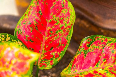 Kırmızı, pembe, beyaz ve yeşil bitkilerin yaprakları, tropikal bahçe saksı parkında benekler serpiştirilmiş ve Patong Sahili 'nde egzotik doğa Kathu Phuket Adası Güney Tayland.