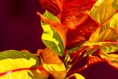 Kırmızı mor ve turuncu yapraklar çiçek ve bitkileri tropikal bahçe saksı parkına ve Güneydoğu Asya 'daki Güney Tayland' da Patong Sahili Kathu Bölgesi Phuket Adası 'ndaki egzotik doğaya bırakır..