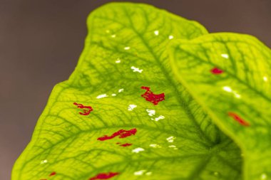 Kırmızı, pembe, beyaz ve yeşil bitkilerin yaprakları, tropikal bahçe saksı parkında benekler serpiştirilmiş ve Patong Sahili 'nde egzotik doğa Kathu Phuket Adası Güney Tayland.
