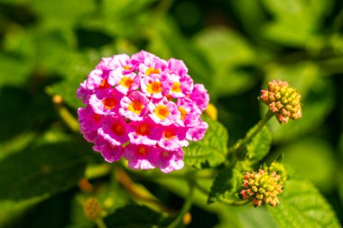 Mor pembe beyaz ve sarı çiçekler çiçek açar. Çiçekler ve bitkiler tropikal bahçe saksı parkında ve Patong Sahili Kathu Bölgesi Phuket Adası Güney Tayland Bölgesi 'nde egzotik doğada yetişir..