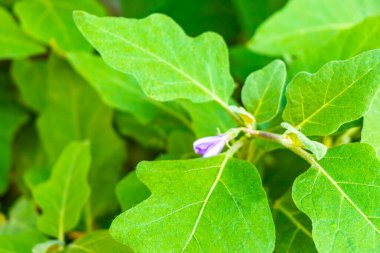 Kırmızı mor ve pembe çiçekler çiçek ve bitkiler tropikal bahçe saksı parkında ve Patong Sahili Kathu Bölgesi Phuket Adası Güney Tayland Bölgesi 'nde egzotik doğa.