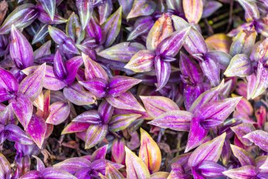 Kırmızı mor ve pembe yapraklar çiçek ve bitkileri tropikal bahçe saksı parkına ve Güneydoğu Asya 'daki Güney Tayland' da Patong Sahili Kathu Bölgesi Phuket Adası 'ndaki egzotik doğaya bırakır..