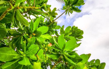 Patong Sahili, Kathu Bölgesi, Phuket Adası Güney Tayland Bölgesi 'nde tropikal kıyı bahçesi ve sahil doğasında beyaz ve sarı küçük çiçek ve bitki çalıları..