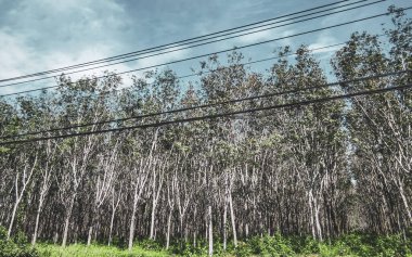 Güney Tayland 'ın güneyindeki Phuket Adası' ndaki Thalang Bölgesi 'nde tropikal ormanlar ve trafik palmiyeleri ve mavi gökyüzü olan dağlardan geçen otoyol..