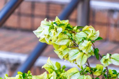 Güzel bougainvillea beyaz ve yeşil çiçekler ve çiçek ağaçları arka planda Patong Sahili Kathu Bölgesi Phuket Adası Güney Tayland.