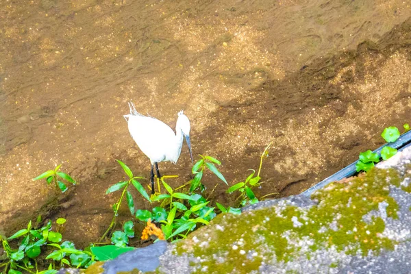 Büyük beyaz balıkçıl balıkçıl su kuşu Güneydoğu Asya 'daki Patong Sahili Kathu Bölgesi Phuket Adası Güney Tayland' da bir nehirde balık tutuyor ve yürüyor..