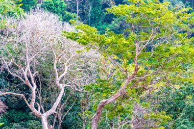 Orman yağmur ormanları olan tropik yeşil dağ, Güneydoğu Asya 'daki Patong Sahili' nde doğa ve palmiye ağaçları yetiştirir..