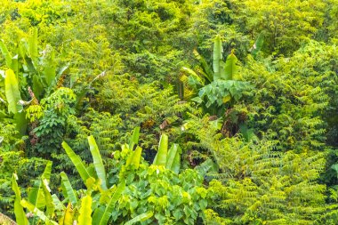 Orman yağmur ormanları olan tropik yeşil dağ, Güneydoğu Asya 'daki Patong Sahili' nde doğa ve palmiye ağaçları yetiştirir..