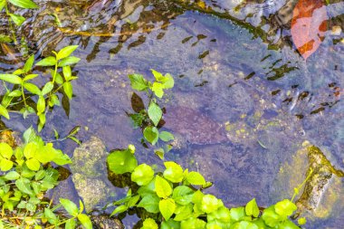 Güneydoğu Asya 'da Patong Sahili Kathu Bölgesi Phuket Adası Güney Tayland' da tropikal doğada yeşil nehir akarsu kanalı..