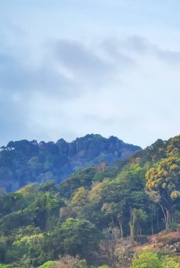 Orman yağmur ormanları olan tropikal dağ tepesi Güneydoğu Asya 'da Güney Tayland' da Patong Sahili Kathu Bölgesi Phuket Adası 'nda palmiye ağaçları ve mavi gökyüzü..