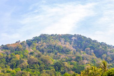 Orman yağmur ormanları olan tropikal dağ tepesi Güneydoğu Asya 'da Güney Tayland' da Patong Sahili Kathu Bölgesi Phuket Adası 'nda palmiye ağaçları ve mavi gökyüzü..