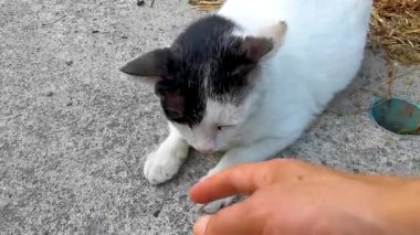 Patong Sahili 'ndeki Kathu Bölgesi Phuket Adası Tayland' da büyük sarı gözlü güzel beyaz bir kediyi okşuyor..