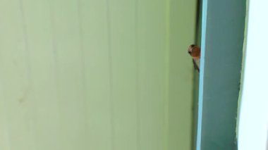 Güneydoğu Asya 'da Patong Sahili' nde Kathu Bölgesi Phuket Adası 'ndaki bir binanın duvarında oturan kırmızı gri ve siyah kırlangıç kuşu..