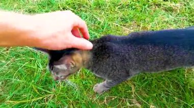 Güneydoğu Asya 'nın güneyindeki Patong Sahili' nde, Kathu Bölgesi Phuket Adası 'nda, kahverengi, siyah, beyaz, güzel bir kediyi okşuyor..