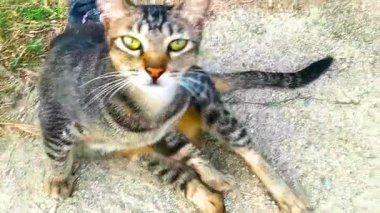 Şirin gri turuncu, kırmızı, beyaz, sevimli, sevimli kedi. Güneydoğu Asya 'da Patong Sahili Kathu Bölgesi Phuket Adası Tayland' ın zemin katında uzanıyor ve dinleniyor..