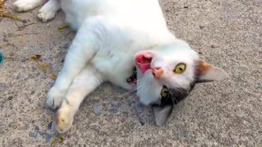 Güneydoğu Asya 'da Patong Plajı' nda Kathu Bölgesi Phuket Adası Güney Tayland 'da yerde yatan sevimli, beyaz, sevimli kedi yavrusu..