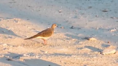 Güvercin güvercin güvercini güvercin kuş grisi Patong Sahili 'nin dışında yürüyen Kathu Bölgesi Phuket Adası Güney Tayland, Güneydoğu Asya.