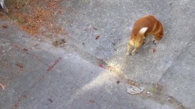 Güneydoğu Asya 'da Patong Sahili' nin Kathu Bölgesi Phuket Adası Güney Tayland 'da sokak sokak manzarası boyunca koşuşturan sokak köpeği..