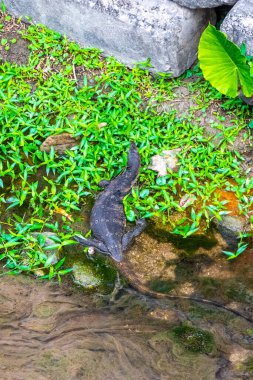 Kertenkele, Güneydoğu Asya 'daki Güney Tayland' da Patong Sahili 'nde Kathu Bölgesi Phuket Adası' nda tropikal nehir boyunca yürüyor..