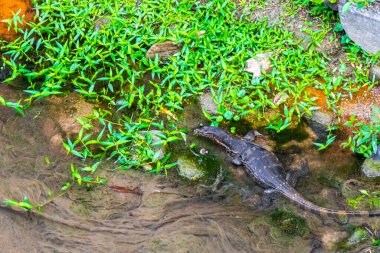 Kertenkele, Güneydoğu Asya 'daki Güney Tayland' da Patong Sahili 'nde Kathu Bölgesi Phuket Adası' nda tropikal nehir boyunca yürüyor..