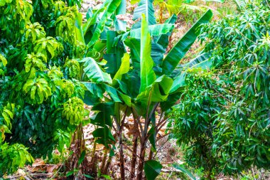 Güneydoğu Asya 'daki Güney Tayland' da Patong Sahili Kathu Bölgesi Phuket Adası 'nda yapraklı ve yeşil sarı muzlu muz fidanı..