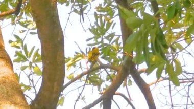 Güneydoğu Asya 'da Patong Sahili' nde, Kathu Bölgesi Phuket Adası Güney Tayland 'da bir ağacın dalında oturan sarı tropikal küçük kuş..