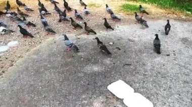 Güneydoğu Asya 'daki Güney Tayland' da Patong Beach Kathu Bölgesi Phuket Adası 'nın zemin katında yiyecek arayan güvercin güvercinlerinin arasında yürüyorum..
