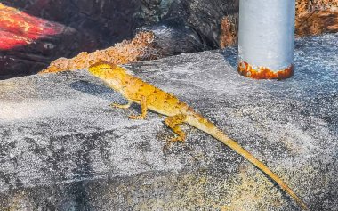 Bukalemun kertenkele turuncu kahverengi. Güneydoğu Asya 'da Patong Sahili Kathu Bölgesi Phuket Adası Güney Tayland' da nehir kanalının kenarında oturuyor..