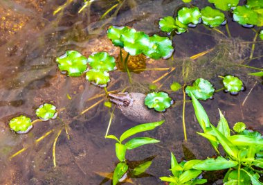 Dikenli yumuşak kabuklu kaplumbağa apalone spinifera yüzer ve nehir gölü şelalesinde nefes alır Patong Sahili 'ndeki bitkiler arasında Kathu Phuket Adası Güney Tayland.