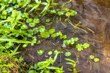 Dikenli yumuşak kabuklu kaplumbağa apalone spinifera yüzer ve nehir gölü şelalesinde nefes alır Patong Sahili 'ndeki bitkiler arasında Kathu Phuket Adası Güney Tayland.