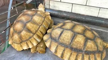 Büyük, büyük kaplumbağalar kara kaplumbağaları güneydoğu Asya 'da Patong Sahili' nde Kathu Bölgesi Phuket Adası 'nda yerde uyur..