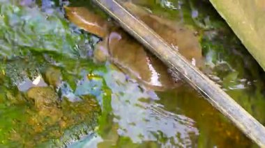 Dikenli yumuşak kabuklu kaplumbağa apalone spinifera, Güneydoğu Asya 'da Güney Tayland' da Patong Sahili 'ndeki Kathu Bölgesi Phuket Adası' ndaki bitkiler arasında nehir gölü şelalesinde yüzüyor..
