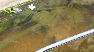 Dikenli yumuşak kabuklu kaplumbağa apalone spinifera, Güneydoğu Asya 'da Güney Tayland' da Patong Sahili 'ndeki Kathu Bölgesi Phuket Adası' ndaki bitkiler arasında nehir gölü şelalesinde yüzüyor..