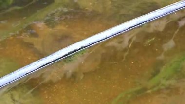 Dikenli yumuşak kabuklu kaplumbağa apalone spinifera, Güneydoğu Asya 'da Güney Tayland' da Patong Sahili 'ndeki Kathu Bölgesi Phuket Adası' ndaki bitkiler arasında nehir gölü şelalesinde yüzüyor..