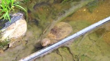 Dikenli yumuşak kabuklu kaplumbağa apalone spinifera, Güneydoğu Asya 'da Güney Tayland' da Patong Sahili 'ndeki Kathu Bölgesi Phuket Adası' ndaki bitkiler arasında nehir gölü şelalesinde yüzüyor..