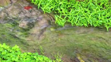 Güneydoğu Asya 'da Patong Sahili Kathu Bölgesi Phuket Adası Güney Tayland' da tropikal doğada yeşil nehir akarsu kanalı..