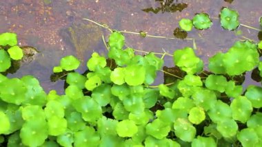 Güneydoğu Asya 'da Patong Sahili Kathu Bölgesi Phuket Adası Güney Tayland' da tropikal doğada yeşil nehir akarsu kanalı..