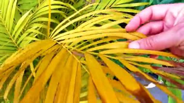 Güneydoğu Asya 'daki Patong Sahili Kathu Bölgesi Phuket Adası Bölgesi Güney Tayland' da yeşil, kırmızı ve turuncu tropikal palmiye yaprağına dokunun..