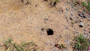 Güneydoğu Asya 'da Phuket Adası' ndaki Mai Khao Thalang Bölgesi 'nde tropikal topraklardaki büyük böcek ve örümcek deliği mağarası..