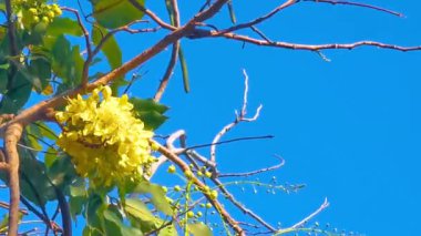 Güneydoğu Asya 'da Patong Sahili Kathu Bölgesi Phuket Adası Güney Tayland' da güzel tropik sarı çiçekleri ve mavi gökyüzü olan Altın Duş ağacı..