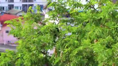 Asya 'nın ışıltılı sığırcık kuşu kırmızı gözleri Güneydoğu Asya' da Patong Sahili 'nin Kathu Bölgesi Phuket Adası' nda ağaçların tepesinde oturur ve uçar..