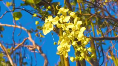 Güneydoğu Asya 'da Patong Sahili Kathu Bölgesi Phuket Adası Güney Tayland' da güzel tropik sarı çiçekleri ve mavi gökyüzü olan Altın Duş ağacı..