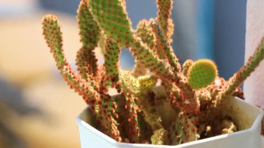 Güneydoğu Asya 'da Patong Sahili' nin Kathu Bölgesi Phuket Adası 'ndaki balkonda beyaz bir saksıda küçük bir kaktüs bitkisi..